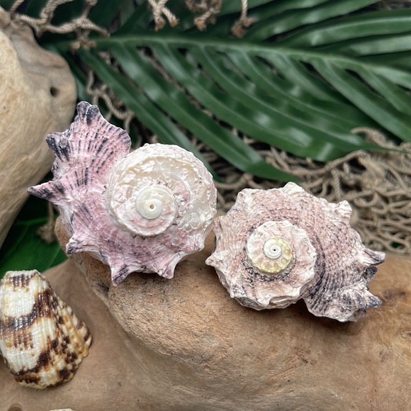 13 Assorted Turbo / Top / Delphinium Seashells Hermit Crabs Changing Nautical - Picture 3 of 12